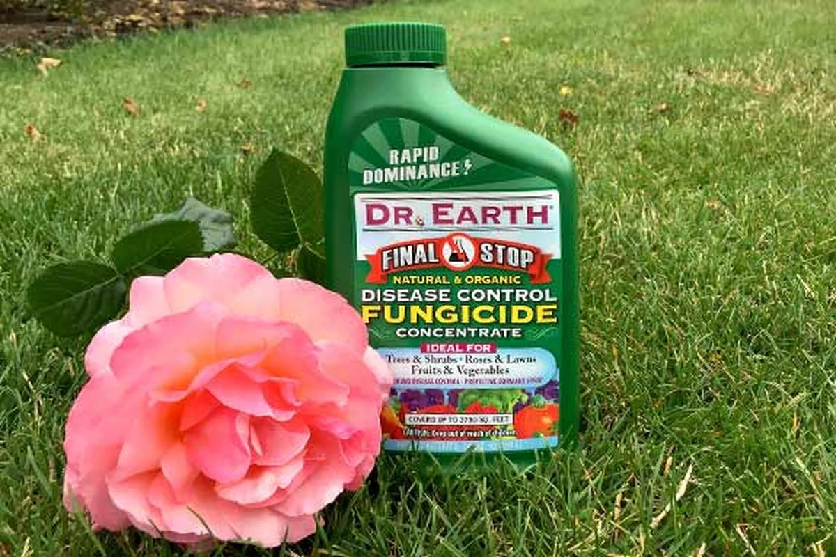 Du bicarbonate de soude sur vos rosiers ? L