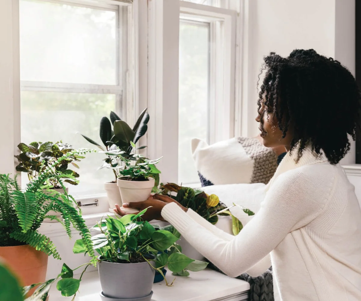 Les botanistes révèlent : l