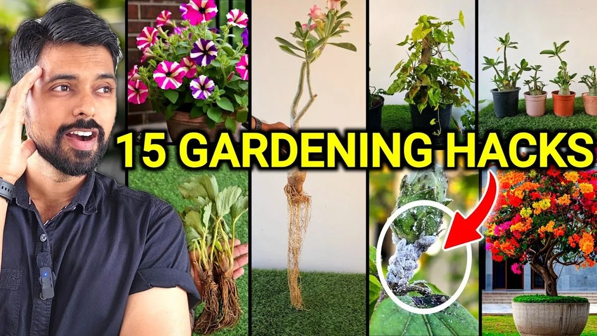 Du marc de café dans les massifs de roses ? La solution étonnante contre les pucerons. - image 2