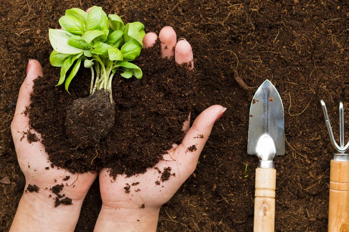 desbouchonsdeli-gen-3.webp Des bouchons de liège dans le sol du potager ? Pourquoi les jardiniers expérimentés jurent par cette méthode. - image 1