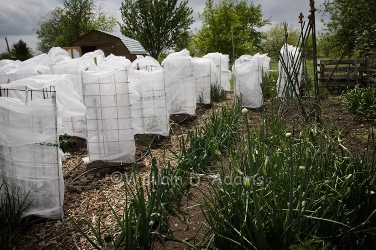 Des coquilles d'œufs broyées autour des tomates ? Le secret d'une récolte sans maladies.