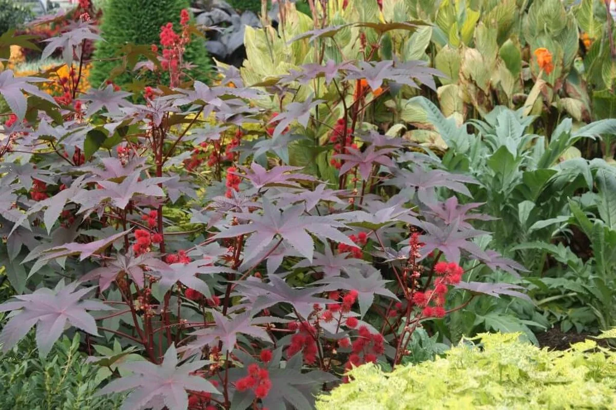 Les paysagistes révèlent : ne plantez jamais ces arbustes côte à côte, ils se détestent ! - image 1