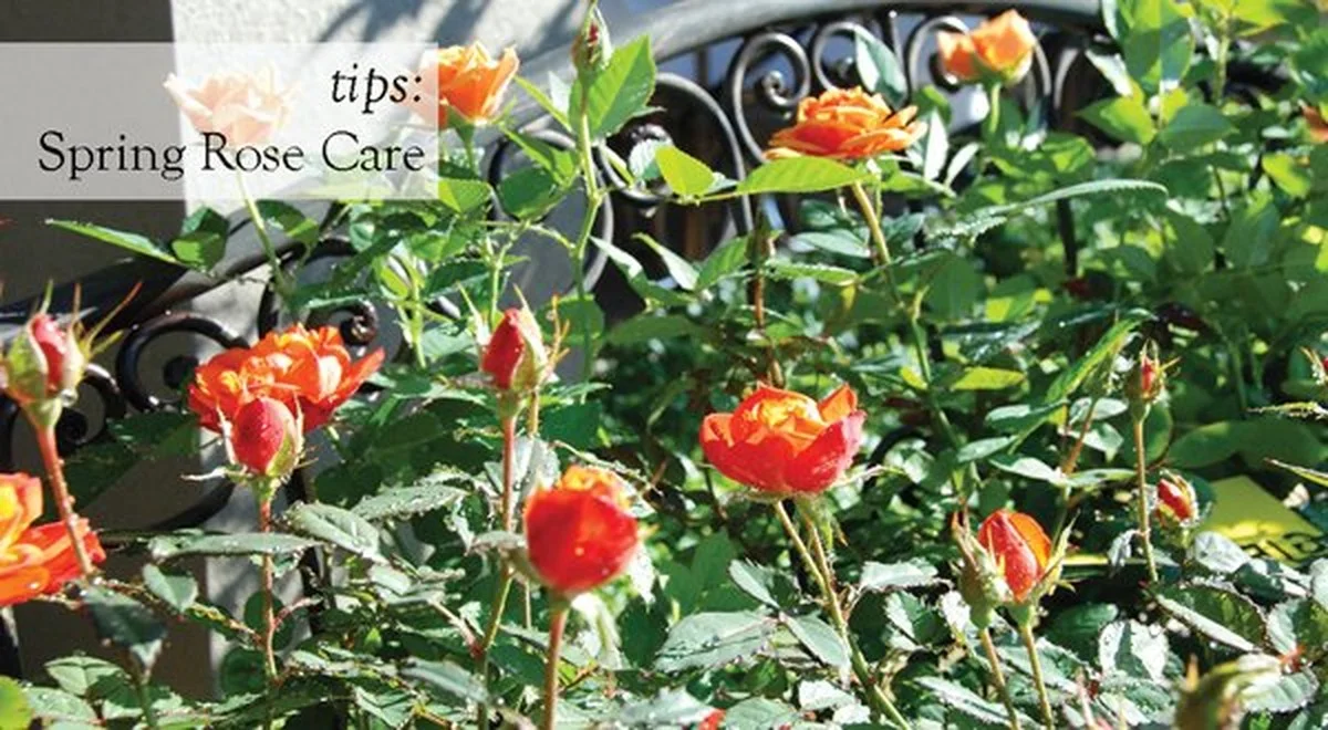 Du bicarbonate de soude sur les rosiers ? La solution étonnante contre l'oïdium.