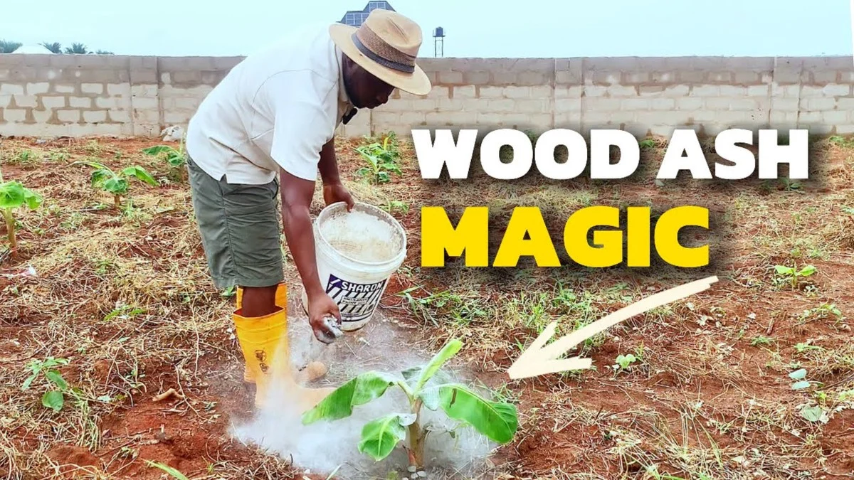 Des cendres de bois dans le compost ? Pourquoi les jardiniers expérimentés jurent par cette méthode.