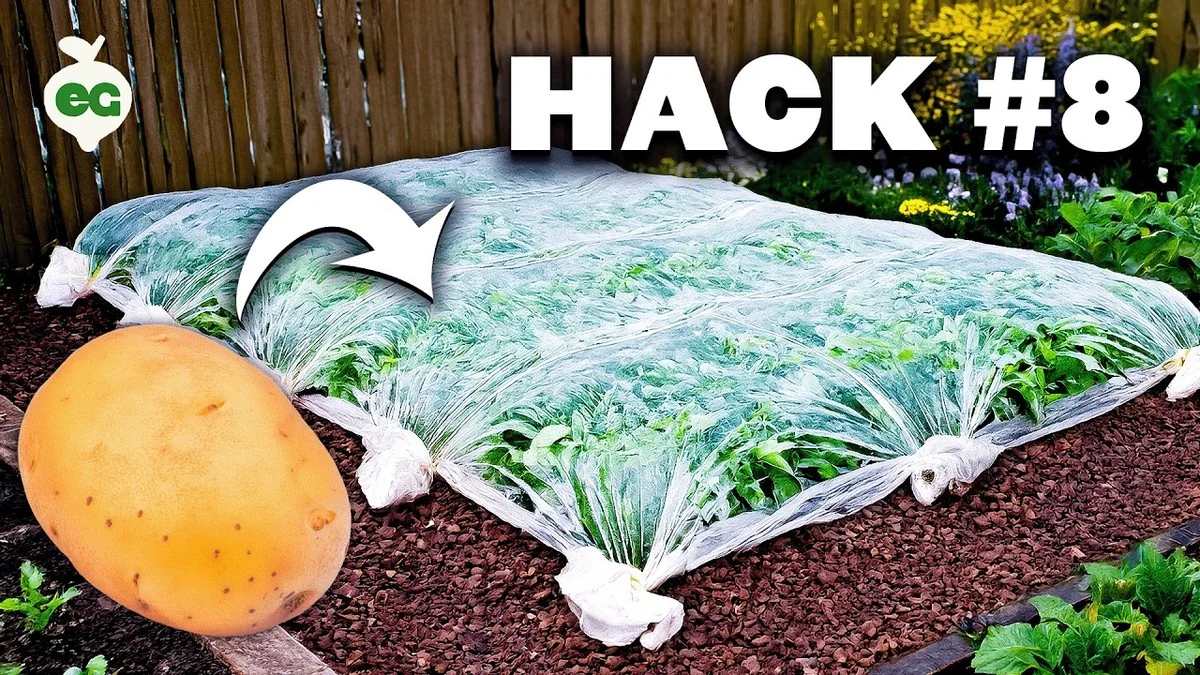 Un filet à pommes de terre pour vos bulbes ? L'astuce géniale pour simplifier leur récolte.