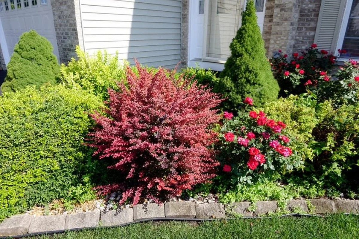 Les paysagistes professionnels avertissent: ne jamais planter ces arbustes près de votre maison! - image 1