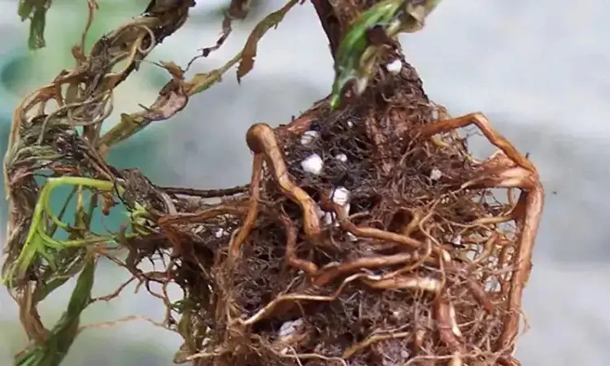 Les pépiniéristes vous supplient : ne plantez jamais ces arbustes près de votre terrasse. - image 1