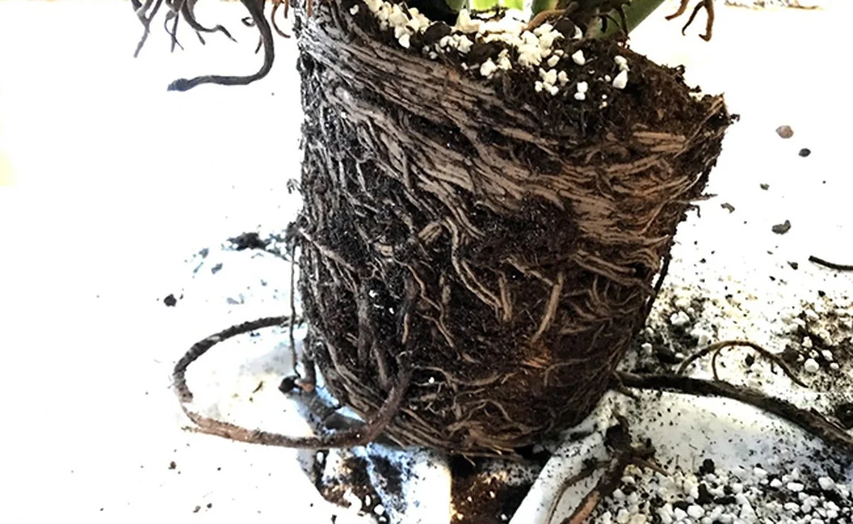 Les horticulteurs supplient : arrêtez cette erreur d