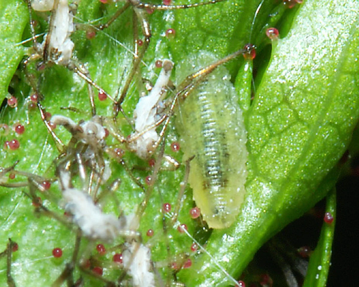 Du savon noir sur les rosiers ? La solution naturelle contre les pucerons.