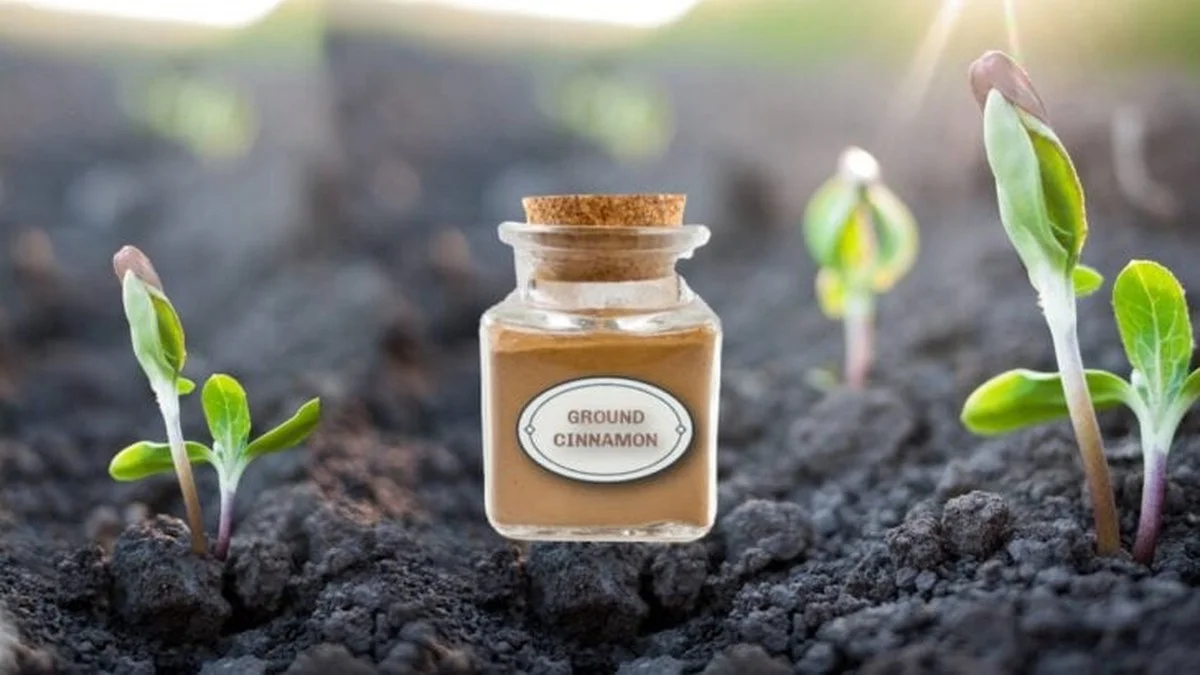 De la cannelle sur vos semis ? La solution naturelle contre la fonte des semis. - image 1
