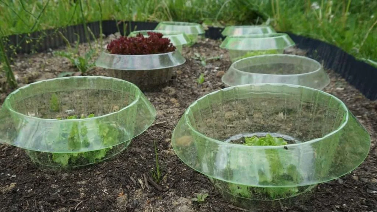 Bouteilles en plastique coupées autour des semis ? Protégez-les des escargots sans produits chimiques. - image 1