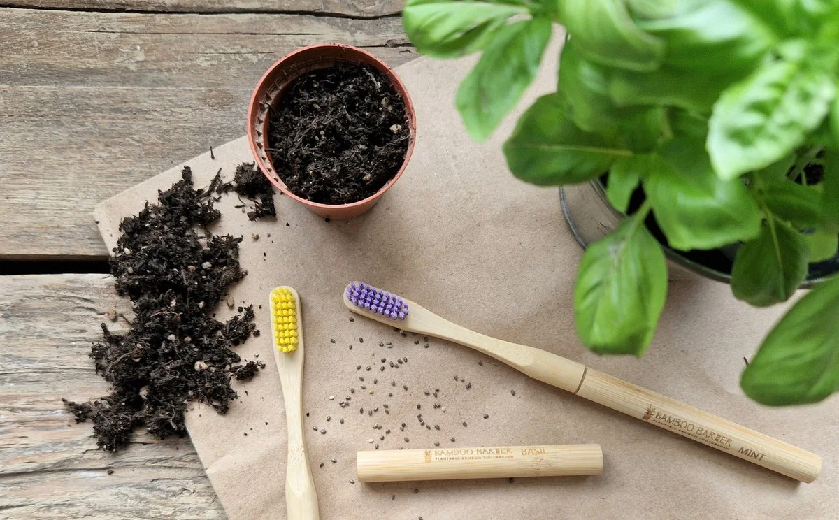 Une vieille brosse à dents pour vos semis ? Pourquoi c