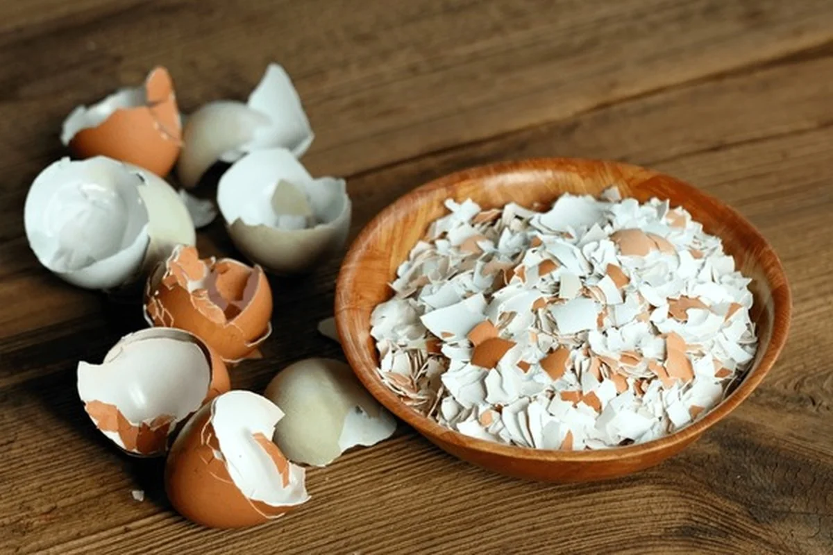 Des coquilles d'œufs broyées autour des tomates ? Le secret pour des fruits sans pourriture.