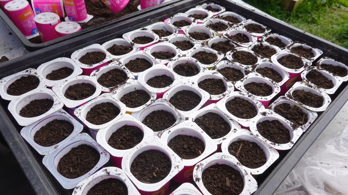 De vieux pots de yaourt pour démarrer vos semis ? Pourquoi les jardiniers économes adorent cette astuce. - image 1