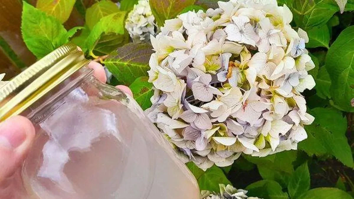 Des pelures de banane dans le sol ? Le fertilisant gratuit qui fait fleurir les hortensias.