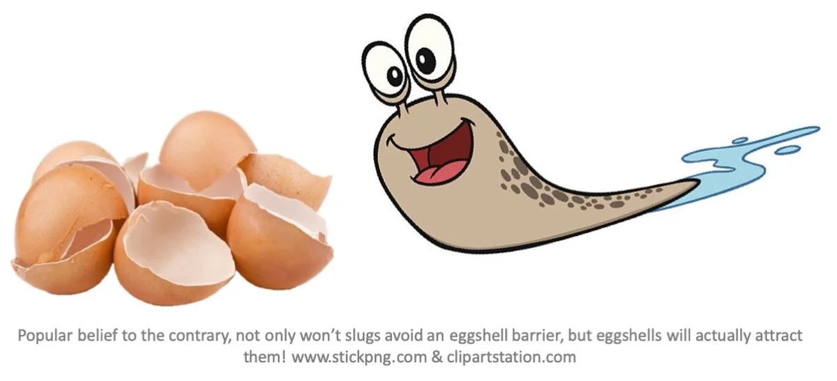 Des coquilles d'œufs dans votre potager ? Comment elles éloignent les limaces naturellement.