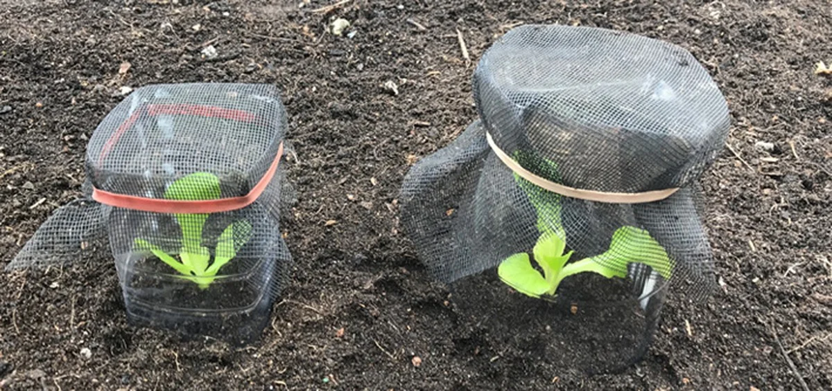 Des bouteilles en plastique coupées pour protéger vos semis ? L