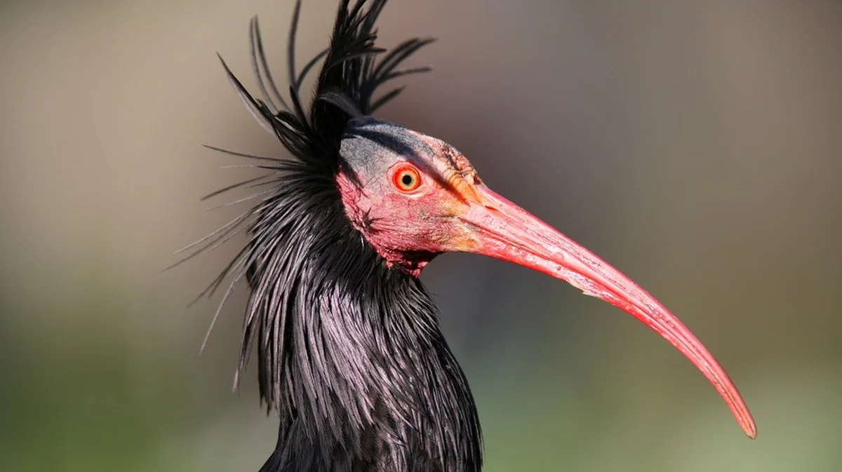 Une femme pilote un avion ultra-léger pour guider des oiseaux rares vers le sud
