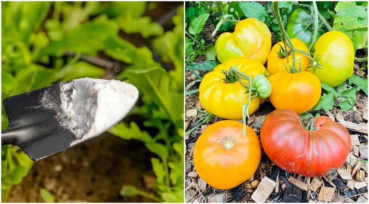 Du bicarbonate de soude sur vos tomates ? L