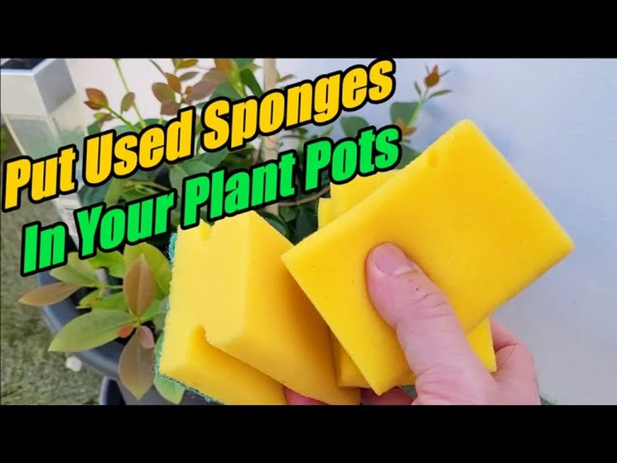 Une éponge dans le pot de fleurs ? Pourquoi cela garde vos plantes hydratées deux fois plus longtemps.