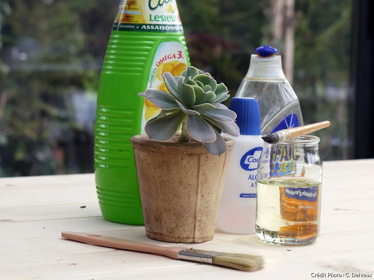 Un peu de savon noir sur vos plantes ? Pourquoi les insectes fuient mais les feuilles brillent de santé. - image 1