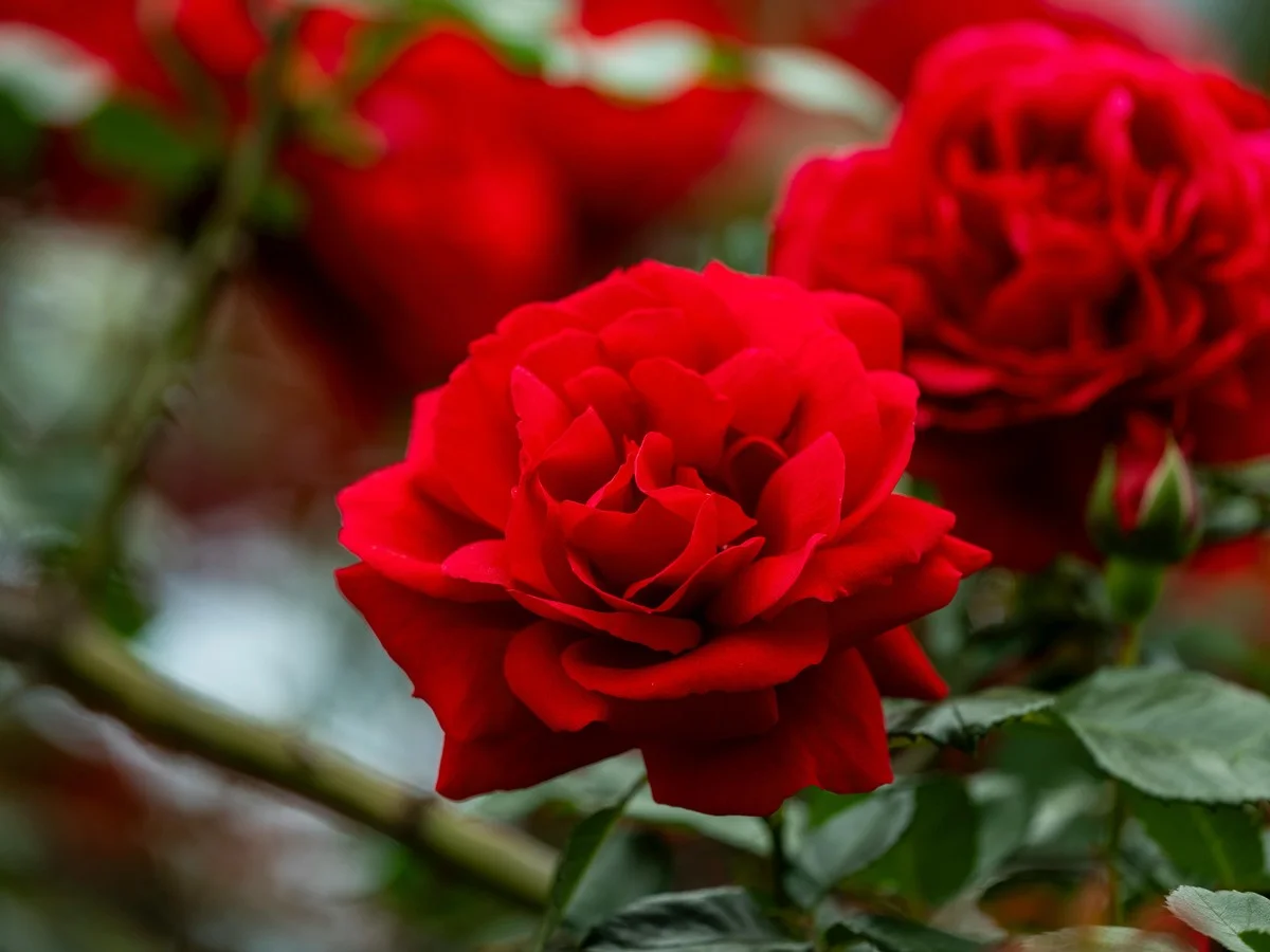 Du café moulu autour des rosiers ? Le résultat étonnant après 2 semaines. - image 2
