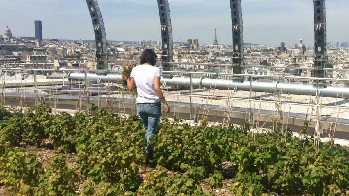 Les horticulteurs parisiens supplient : arrêtez d'utiliser ce type d'engrais dans votre jardin.