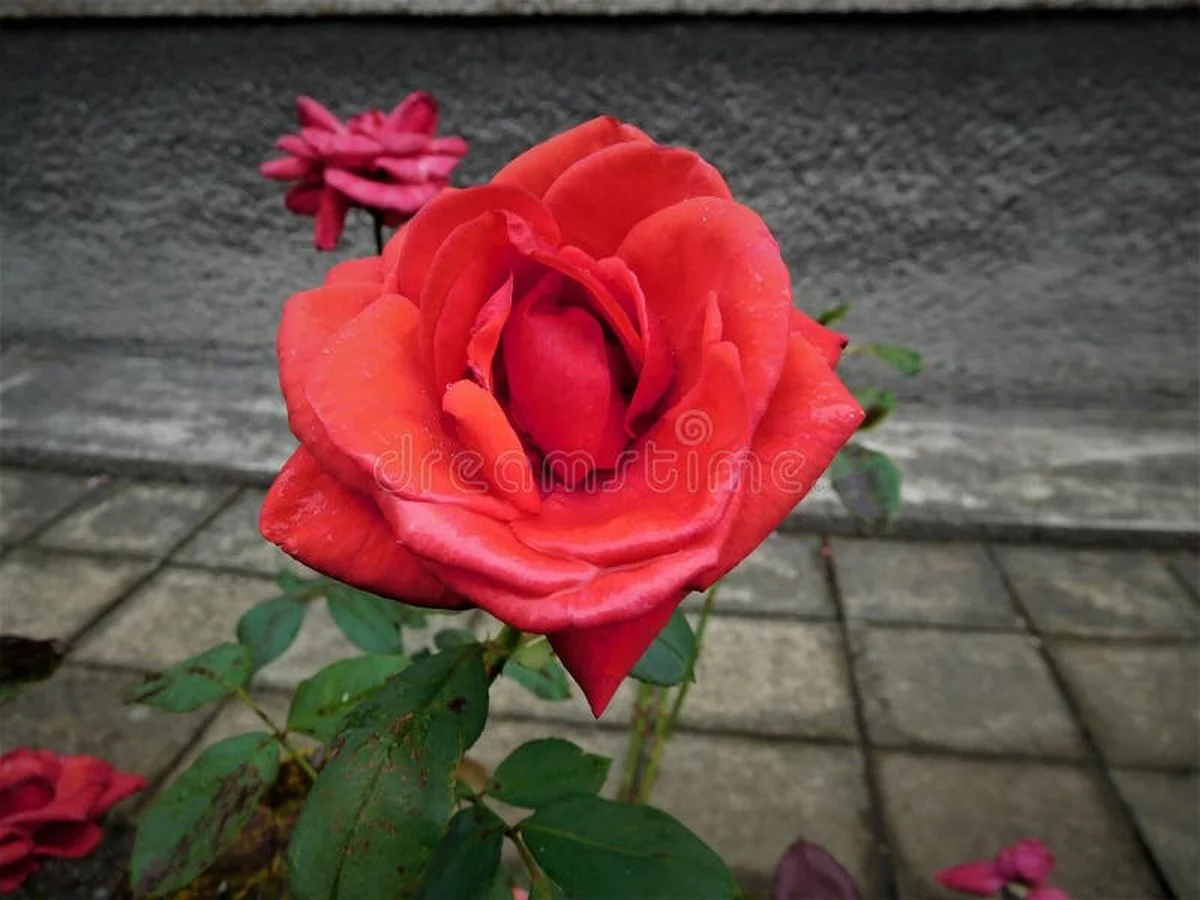 Des peaux de banane enfouies sous vos rosiers ? Découvrez pourquoi les fleuristes adorent cette méthode. - image 2