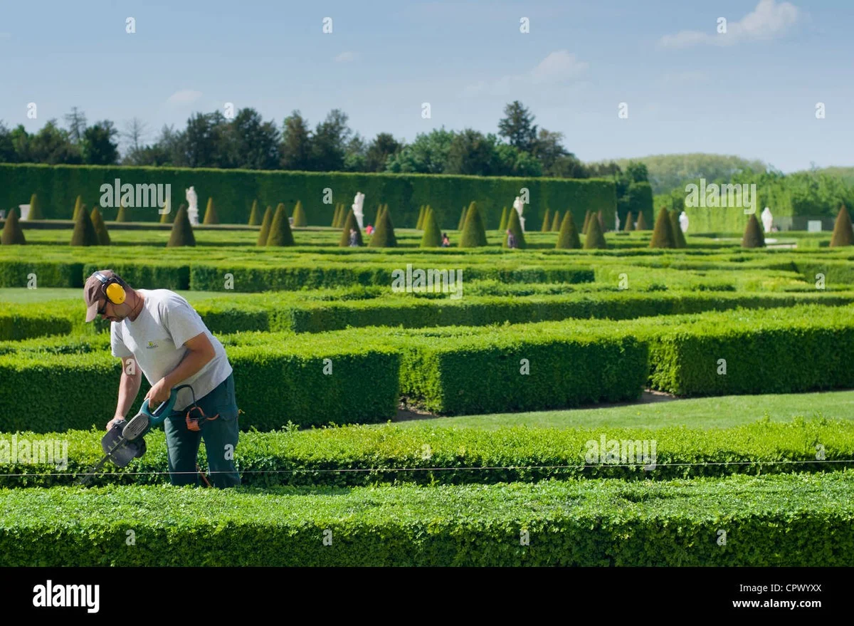 Les paysagistes de Versailles révèlent : la taille parfaite pour des haies dignes d'un château.