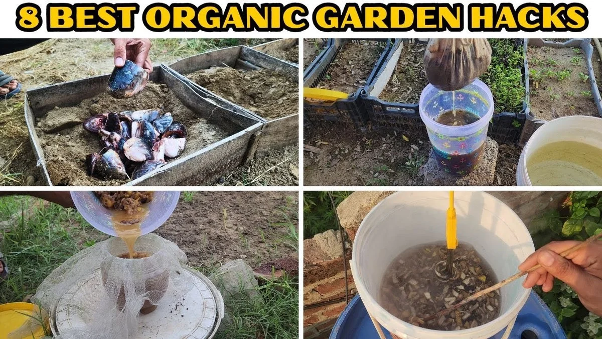 Du marc de café dans les rosiers ? Pourquoi les jardiniers professionnels l