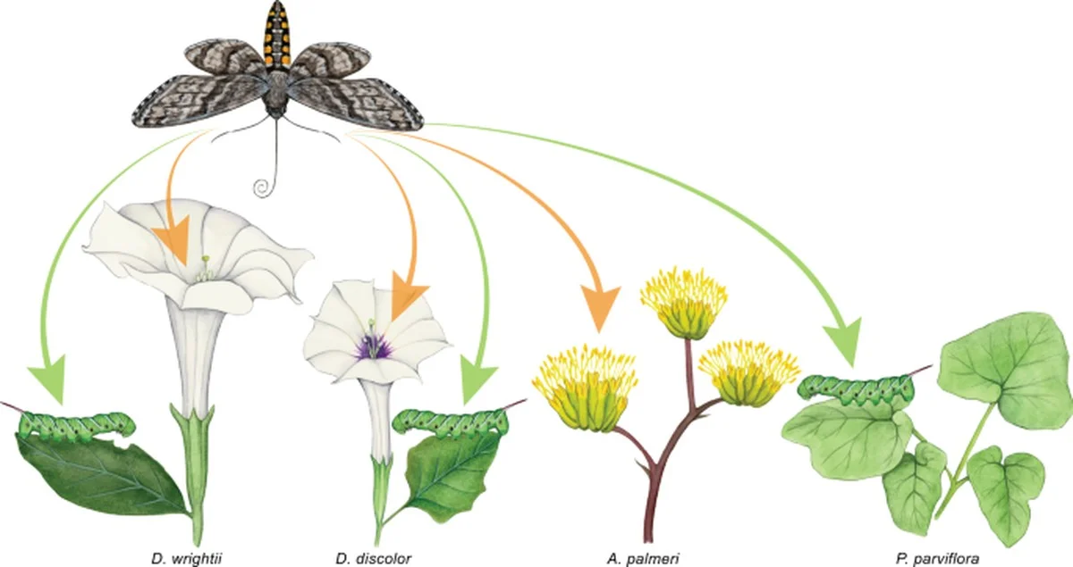 Les pépiniéristes vous supplient : ne plantez jamais ces fleurs à côté de vos légumes. - image 1