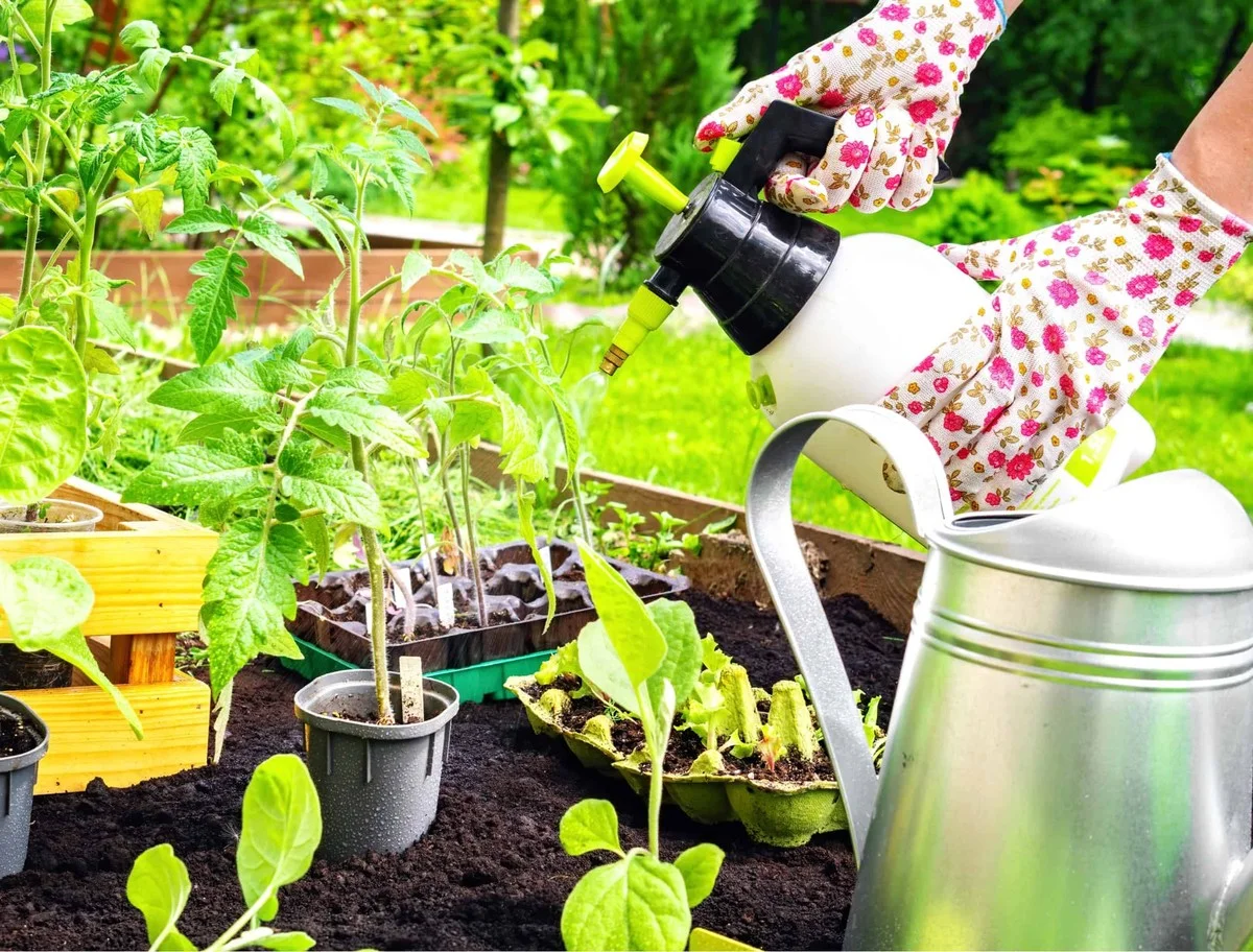 Le bicarbonate de soude sur vos rosiers ? Comment cela élimine l