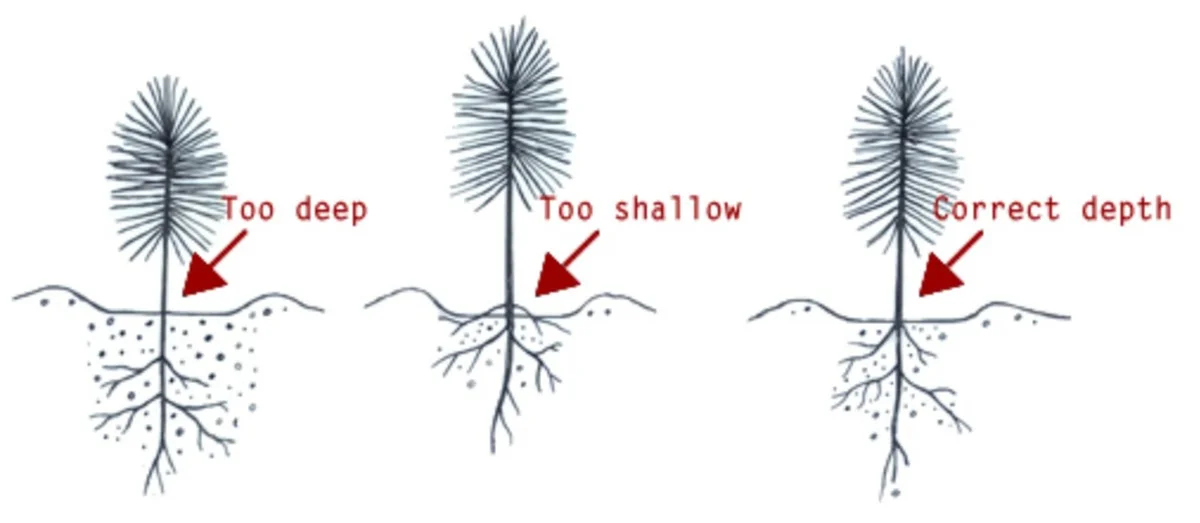Les pépiniéristes vous supplient : ne faites jamais cette erreur lors de la plantation des arbustes. - image 1