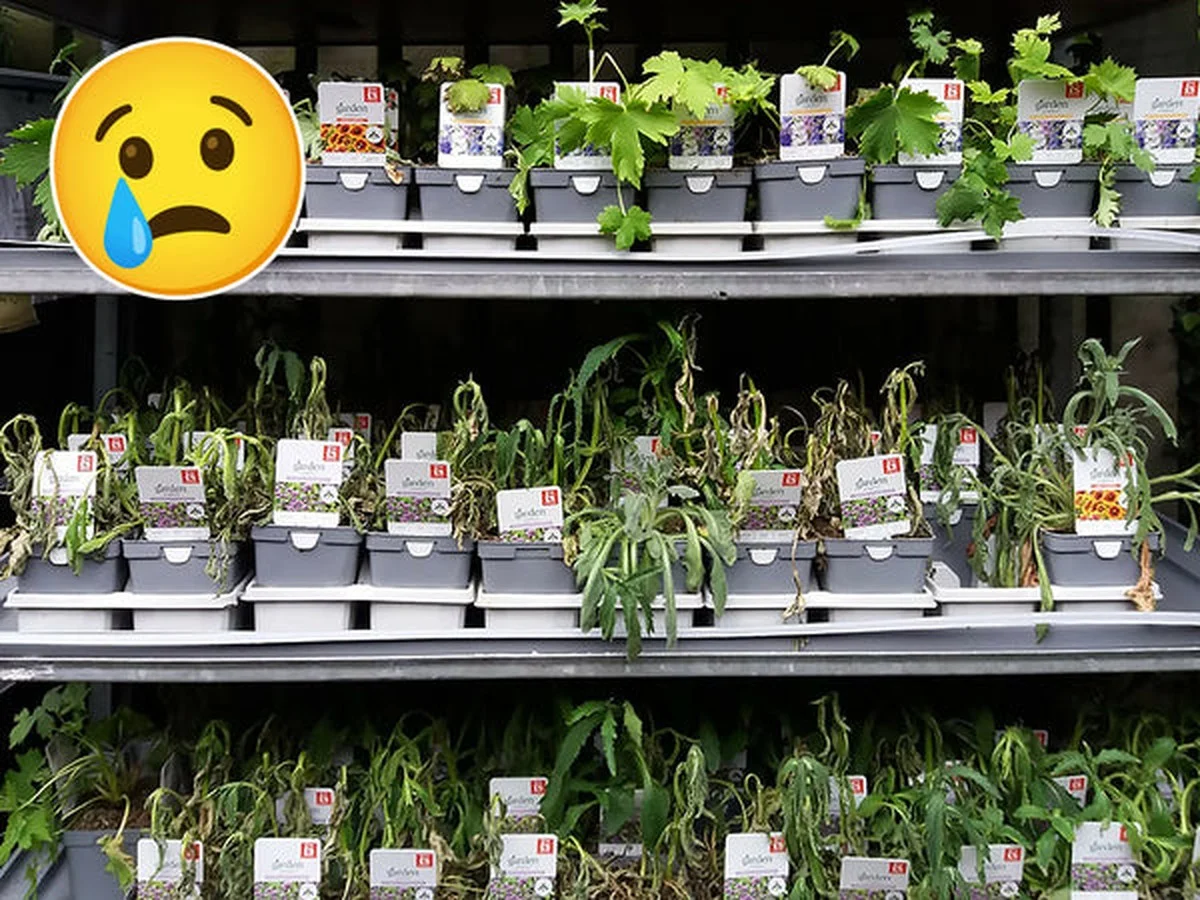 Les botanistes révèlent : l