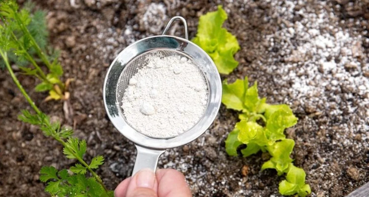 dubicarbonatede-gen-2.webp Du bicarbonate de soude sur vos fraisiers ? Pourquoi ils produiront deux fois plus de fruits. - image 1