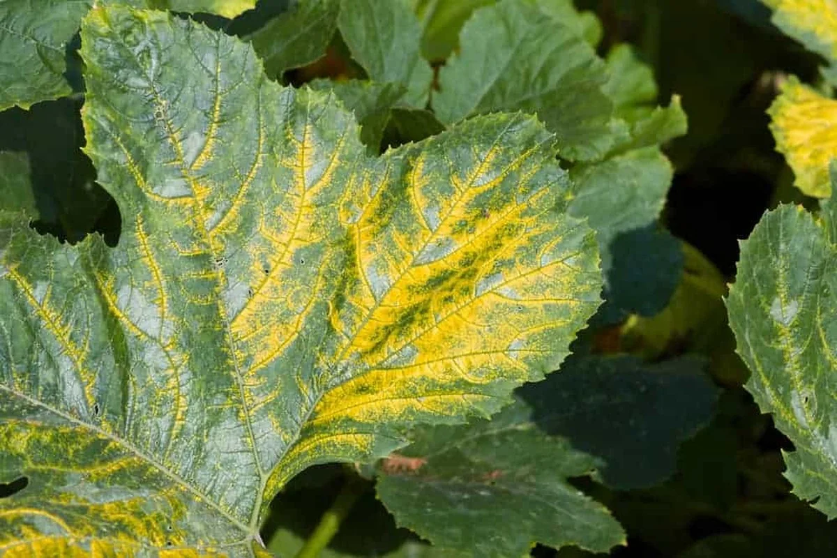 Jardiniers professionnels révèlent : l