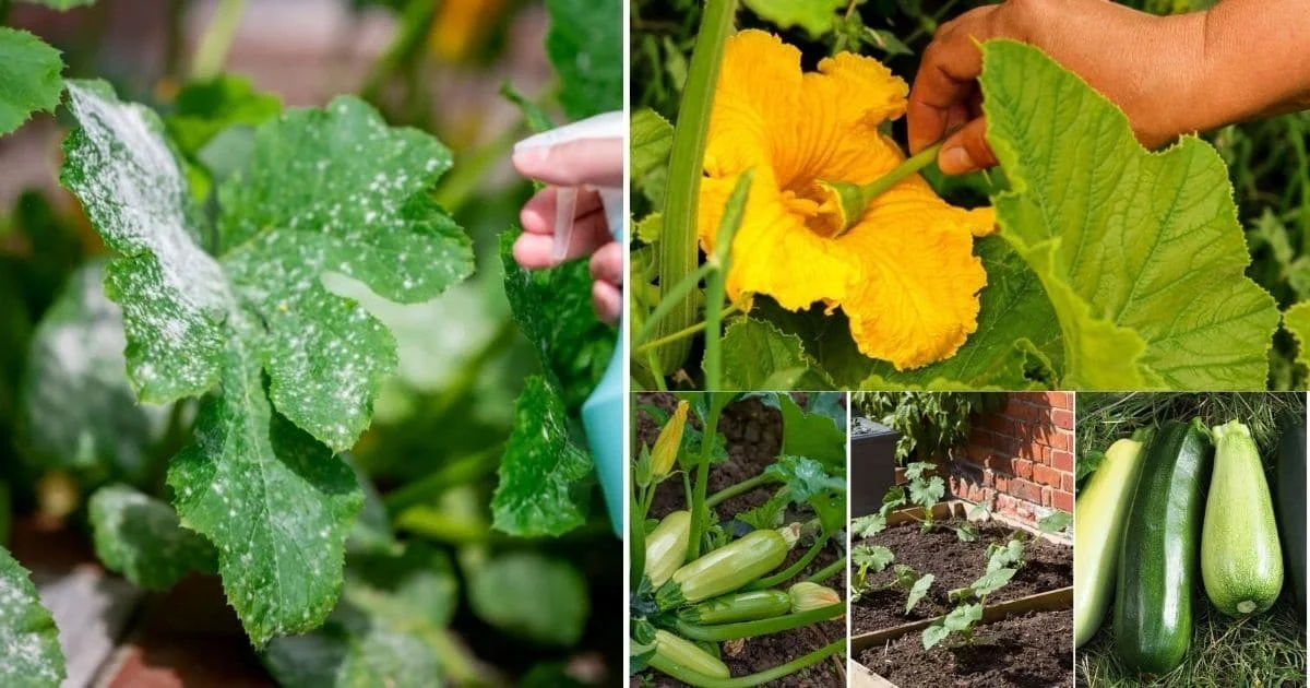 Les horticulteurs révèlent : l'erreur d'arrosage qui tue 90% des plants de courgettes.