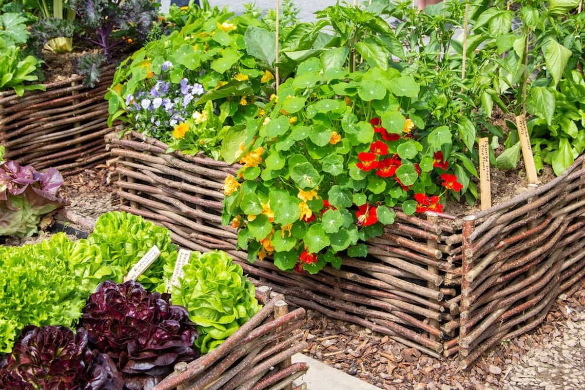 Les agriculteurs biologiques révèlent : voici pourquoi ils placent des capucines entre les légumes.