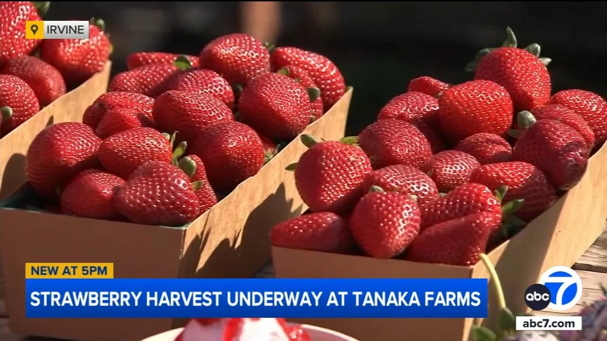 Bicarbonate de soude sur vos fraisiers ? Pourquoi ils produiront deux fois plus. - image 1
