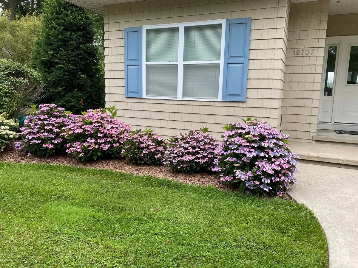 Les paysagistes vous supplient : ne plantez jamais ces arbustes près de votre fondation. - image 1