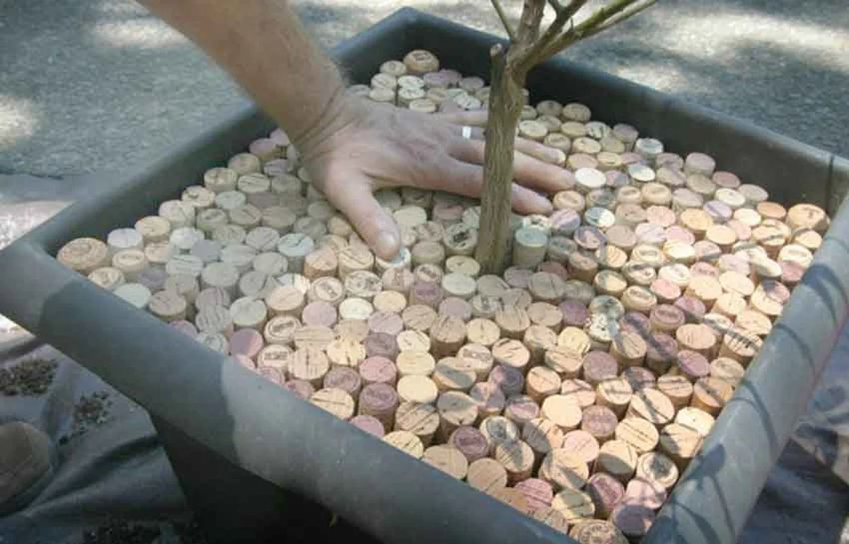 Des bouchons de liège dans votre sol provençal ? Le secret pour un arrosage économique.