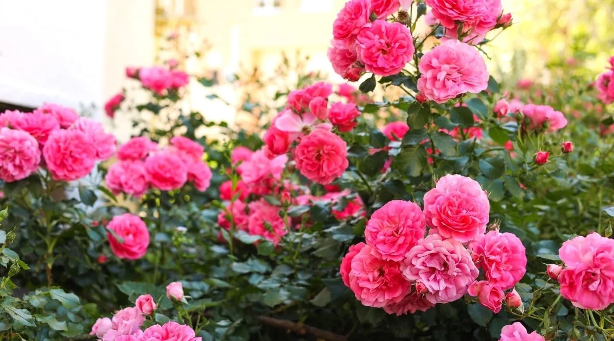 Du marc de café autour des rosiers ? Le secret pour des fleurs spectaculaires sans produits chimiques.