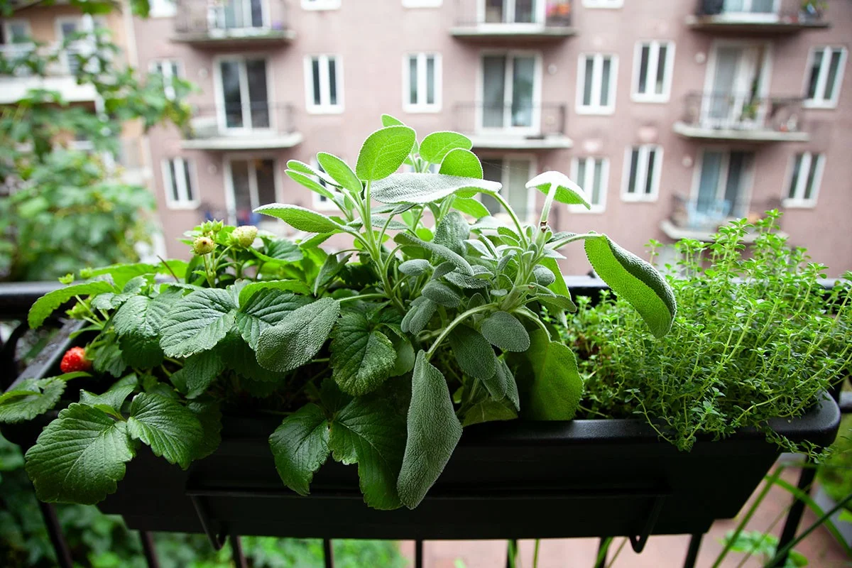 Les botanistes révèlent : l