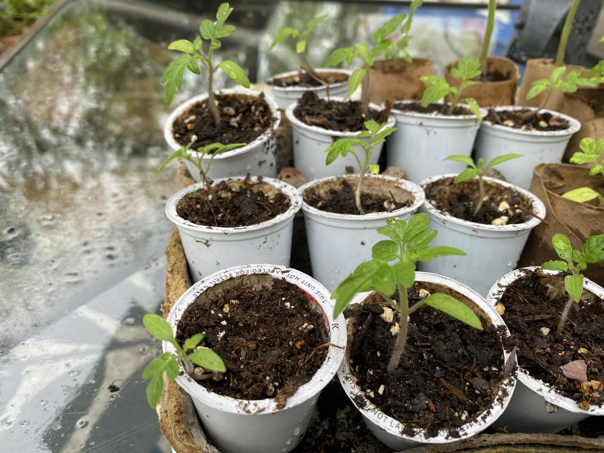 Des capsules de café usagées au jardin ? Transformez-les en mini-pots parfaits.
