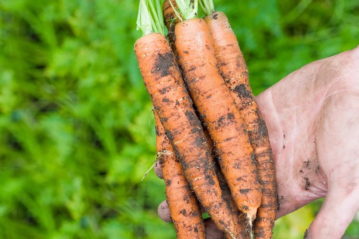 Un bouchon de liège planté près des carottes ? Pourquoi les jardiniers expérimentés le font toujours. - image 1