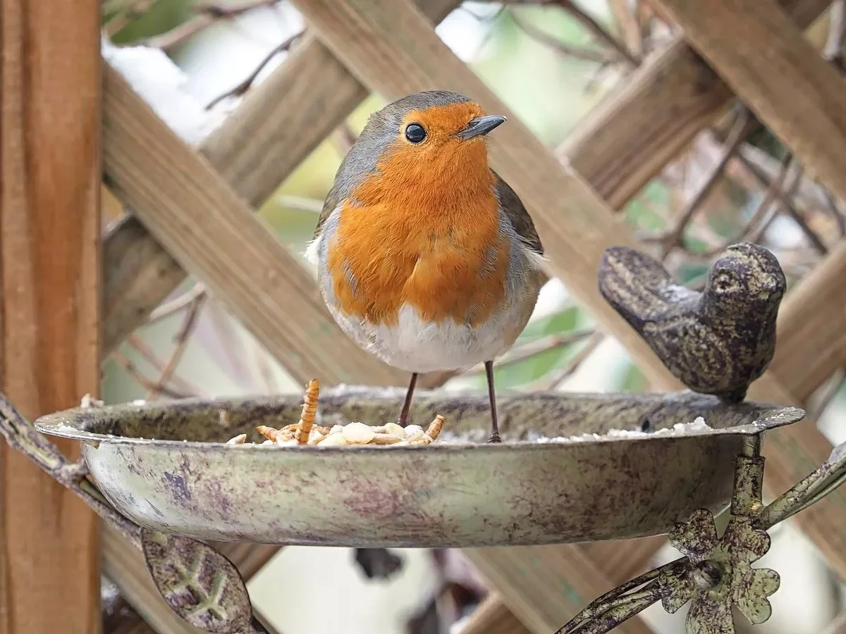 Ce fruit que les experts mettent dans les mangeoires pour attirer les rouges-gorges tous les jours - image 1