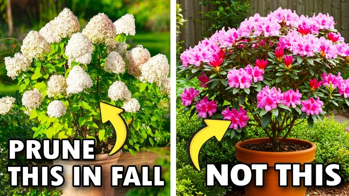 Les paysagistes vous supplient : ne taillez jamais vos arbustes de cette façon en automne.