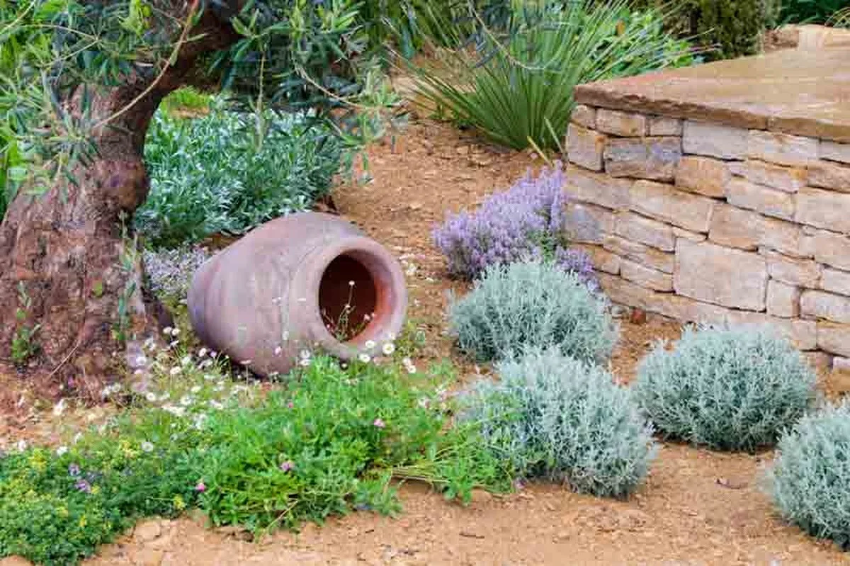 Un botaniste révèle : l'erreur d'arrosage qui tue 80% des plantes méditerranéennes.