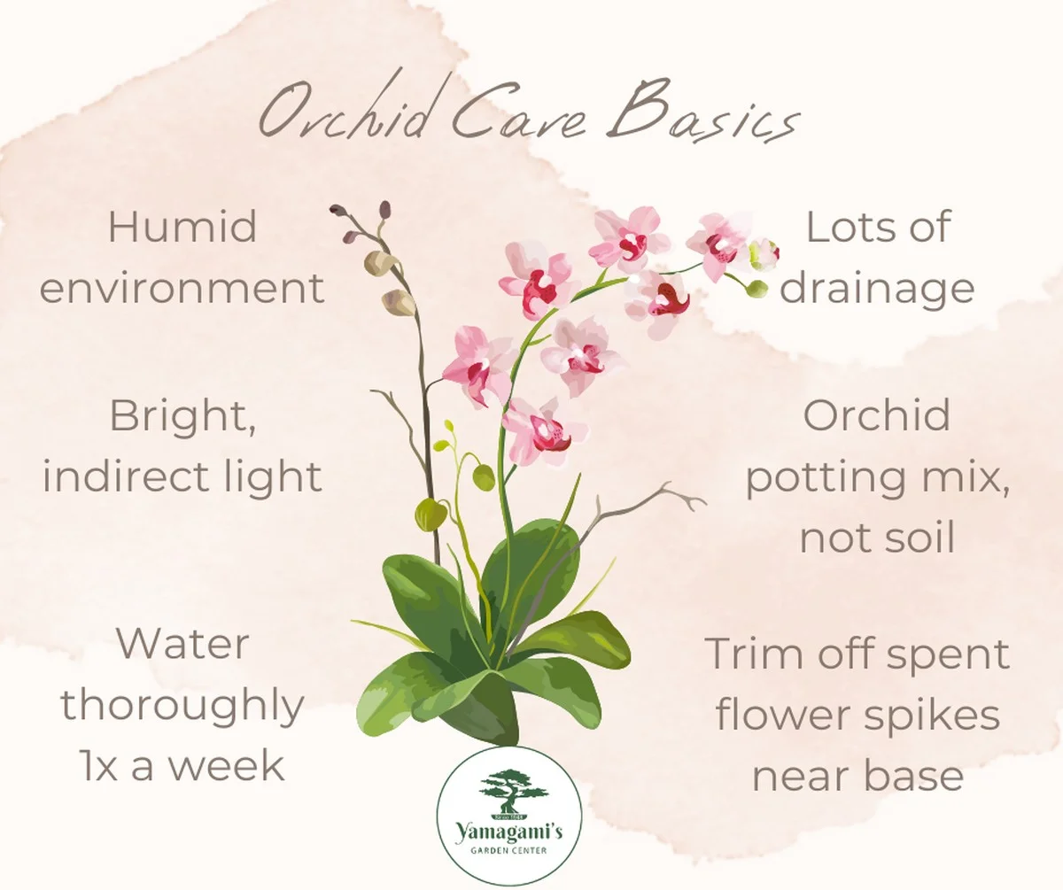 leshorticulteur-gen-2.webp Les horticulteurs révèlent : la méthode secrète pour faire refleurir les orchidées année après année. - image 1