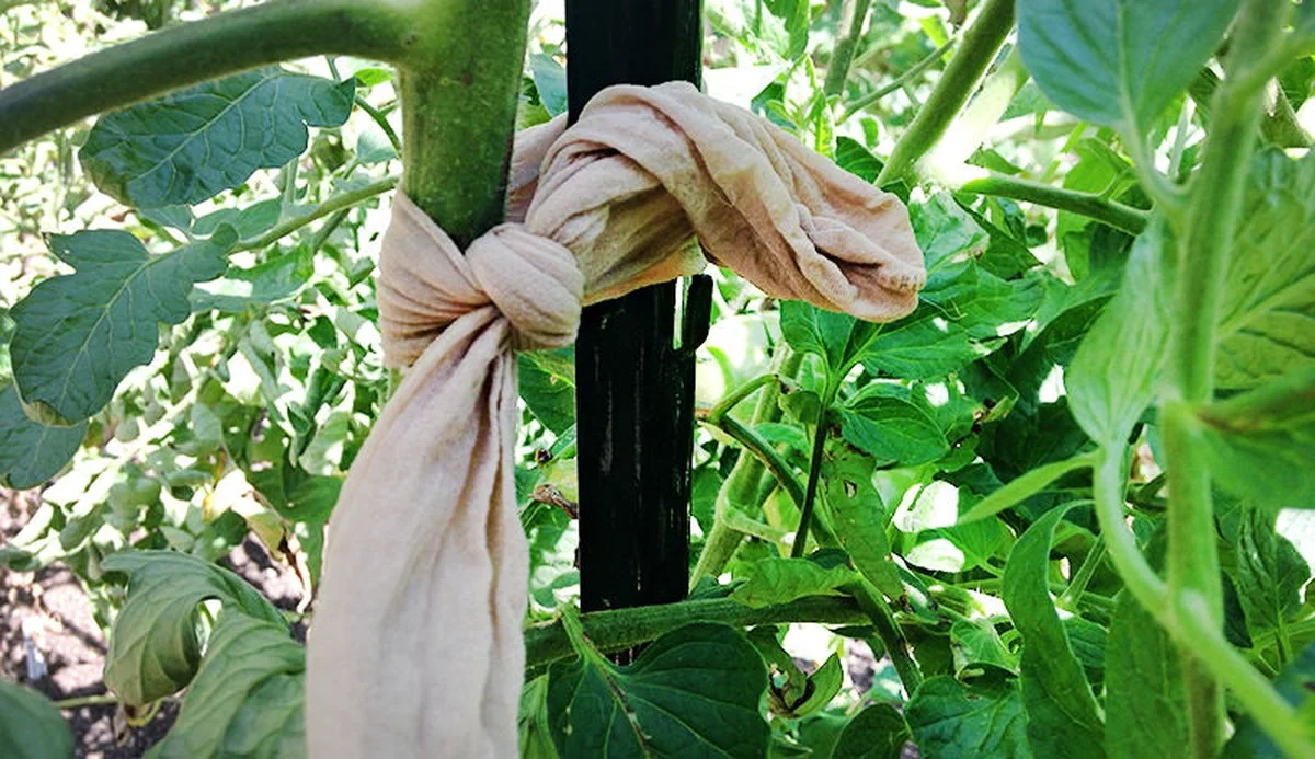 devieuxbasnylon-gen-2.webp De vieux bas nylon sur les carottes ? L